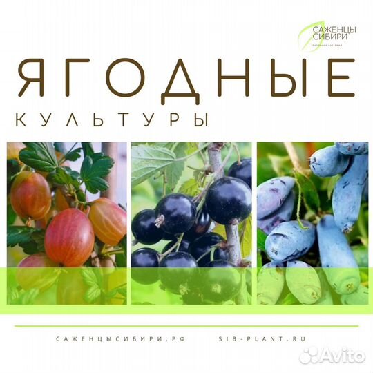 Ягодные культуры. Бесплатная доставка