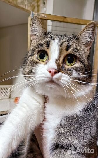 Кошечка ждёт мам и пап