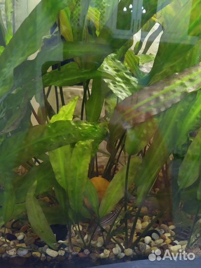 Криптокорина