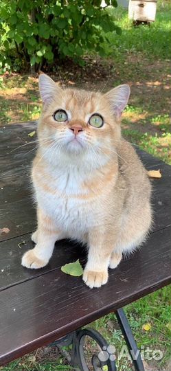 Породистый британец