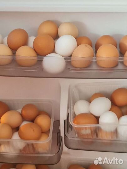 Яйца домашних кур