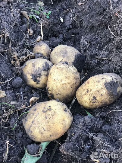 Картофель деревенский