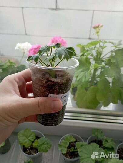 Пеларгония герань