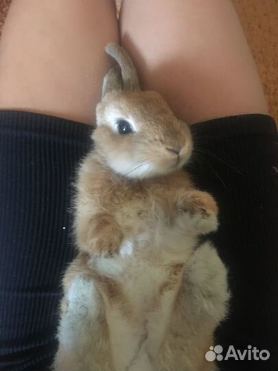 Кролик декоративный