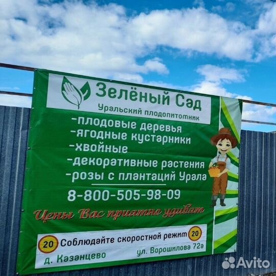 Саженцы плодовых деревьев и кустарников