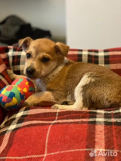 Мамонтенок