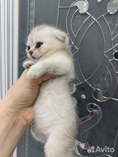 Чисто кровный котенок выслаухая девочка 15 тыс