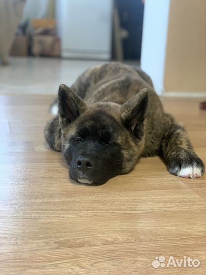 Передержка животных