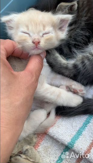 Котенок Персик