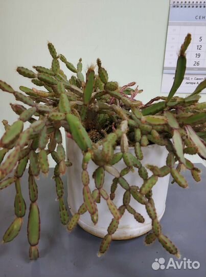 Рипсалис кактус