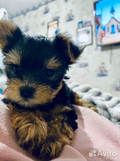 Йоркширский терьер мини девочка