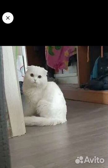 Вязка шотландским котом