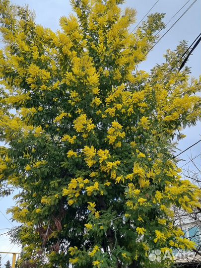 Мимоза оптом