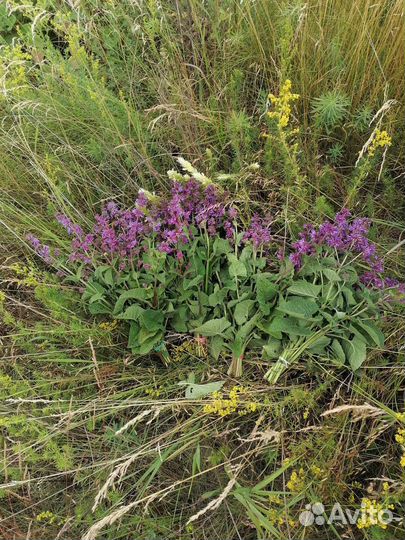 Шалфей сушёный