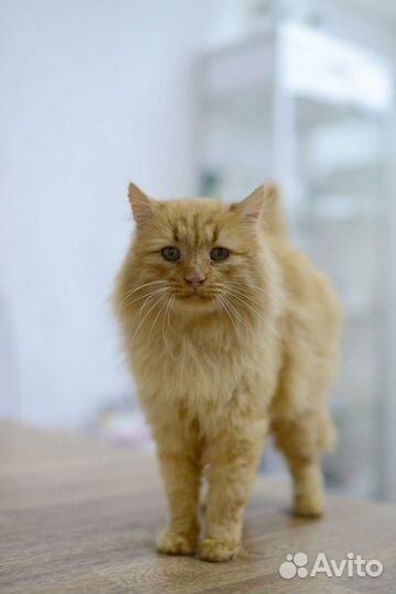 Шикарный рыжий благородный кот Арамис ищет друга