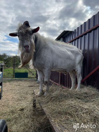 Козел зааненский