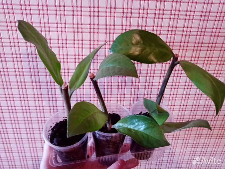 Замиокулькас