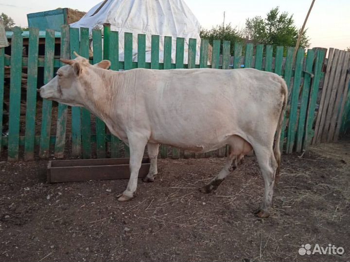 Корова дойная