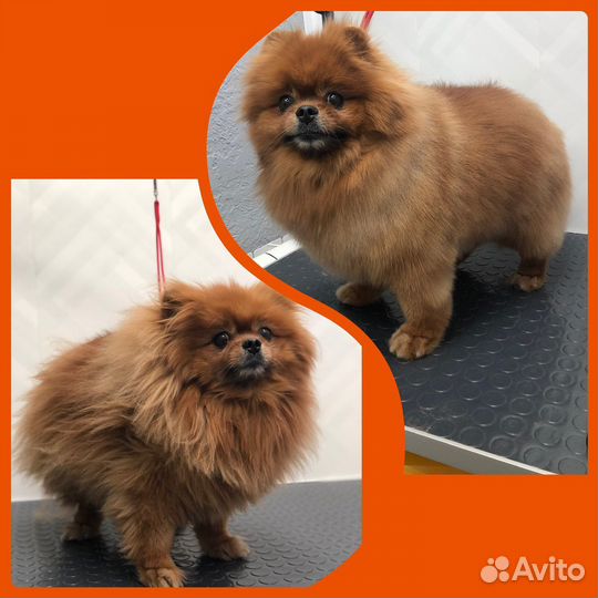 Грумер груминг стрижка собак и кошек