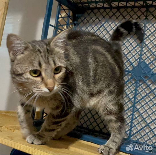 Бенгальская кошечка