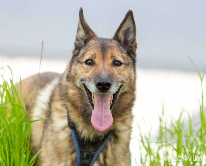 Красивая собака Гала в дар, из приюта