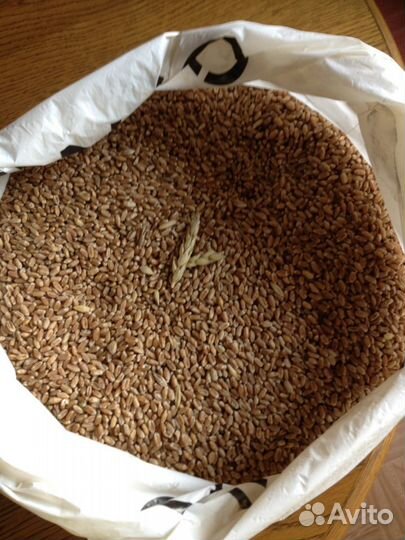 Пшеница. Зерно