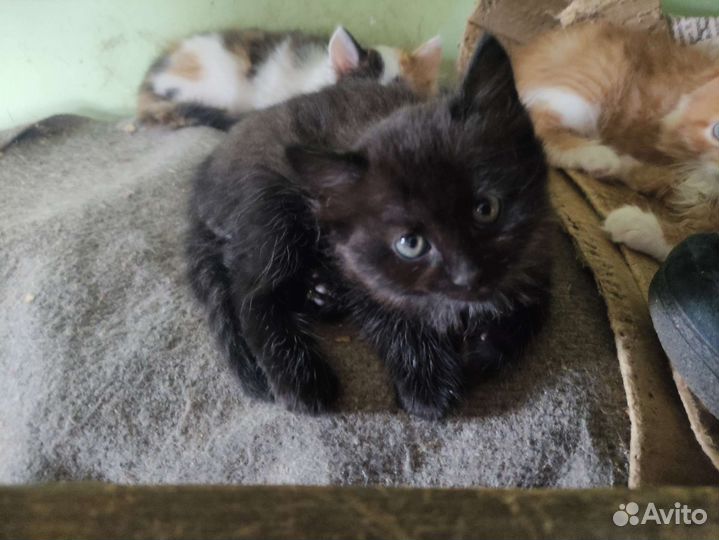 Котята в дар бесплатно