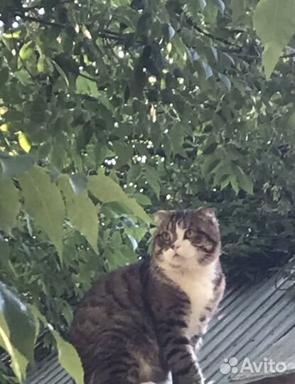Шотландский вислоухий котик