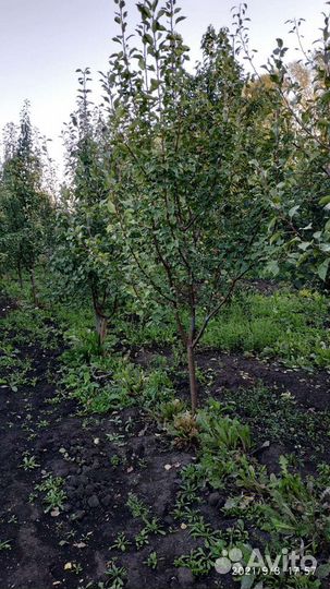 5-6 летние плодовые деревья