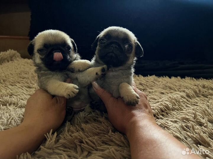 Щенки мопса