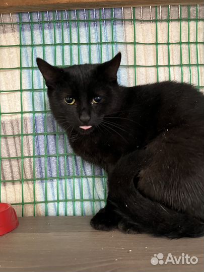 Кошка в дар бесплатно