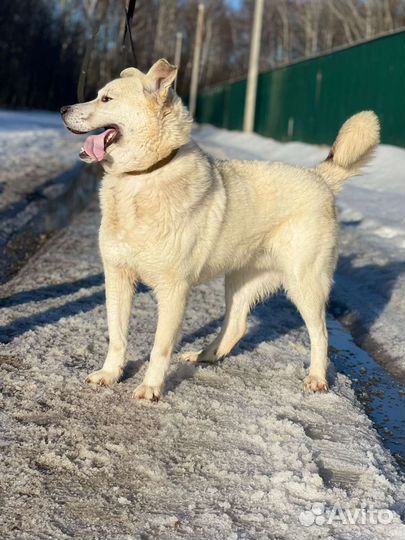 Собака в добрые руки