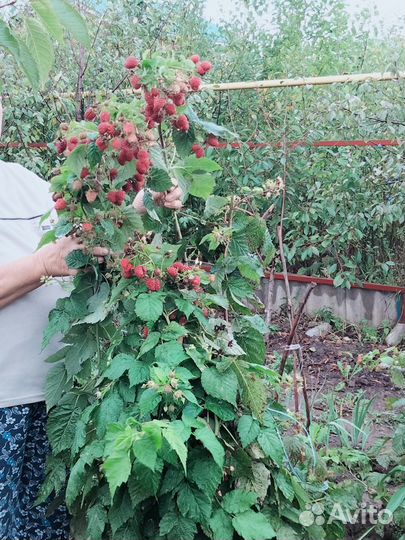 Малина Карамелька