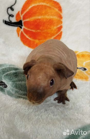 Морская свинка скинни