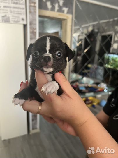 Чихуахуа девочка