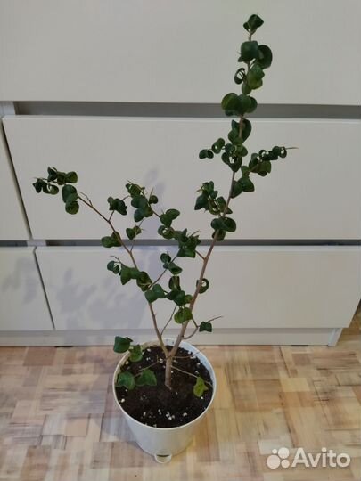 Фикус букле