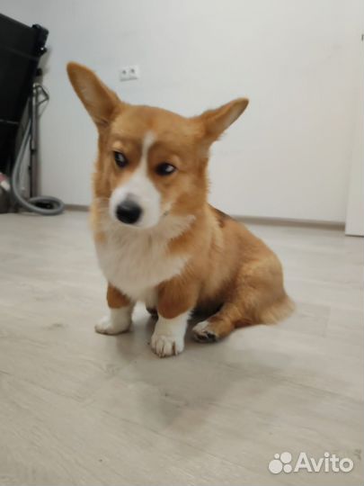 Кобель для вязки Корги