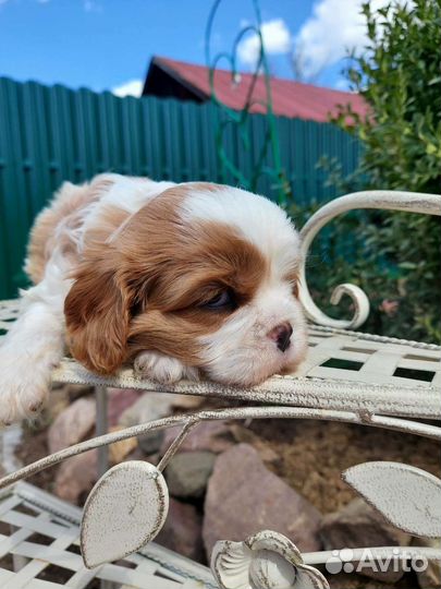 Девочки кавалер кинг чарльз спаниель
