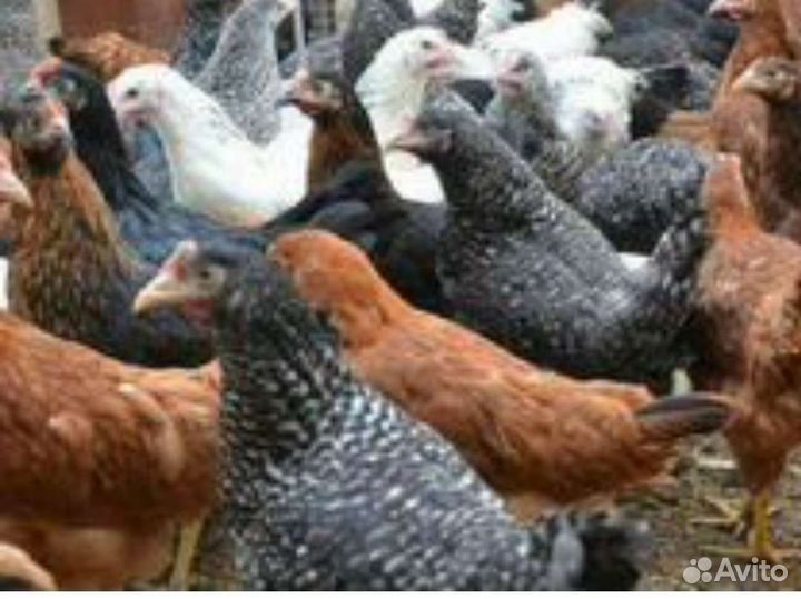 Куры молодки, цыплята, разных пород