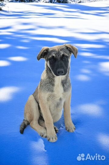 Щенок в добрые руки мальчик