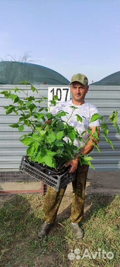 Саженцы ежевики