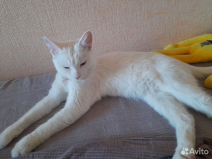 Отдам в добрые руки