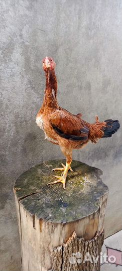 Бойцовая птица