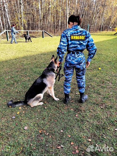 Выгул, зооняня, передержка
