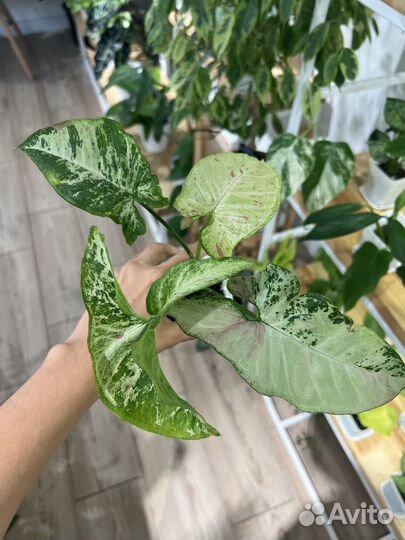 Сингониумы