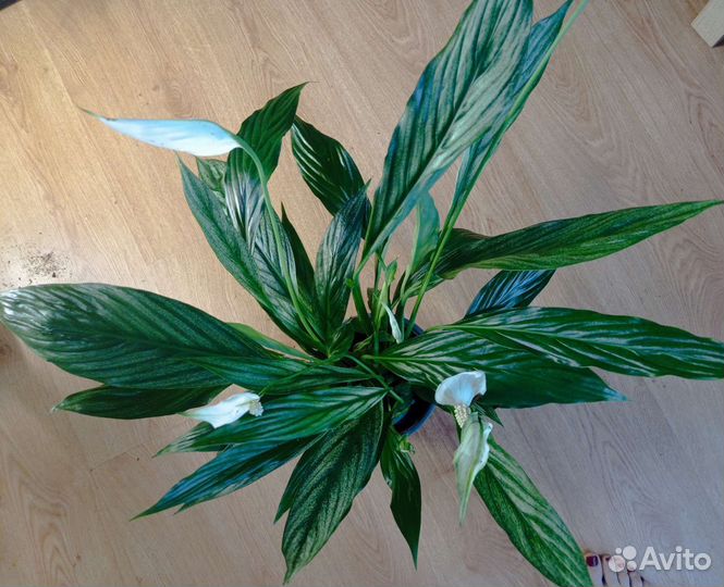 Спатифиллум Сильвер Купидо