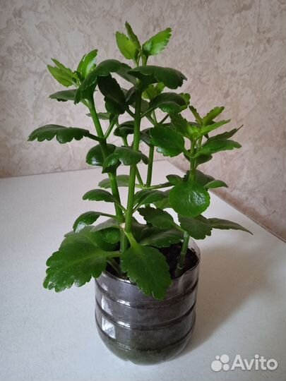 Каланхоэ розовый