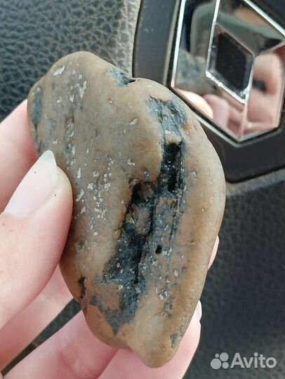 Окаменелости лотом