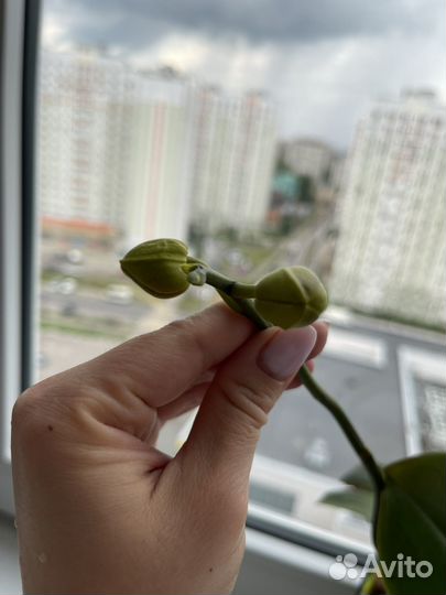 Орхидея фаленопсис Горизонт