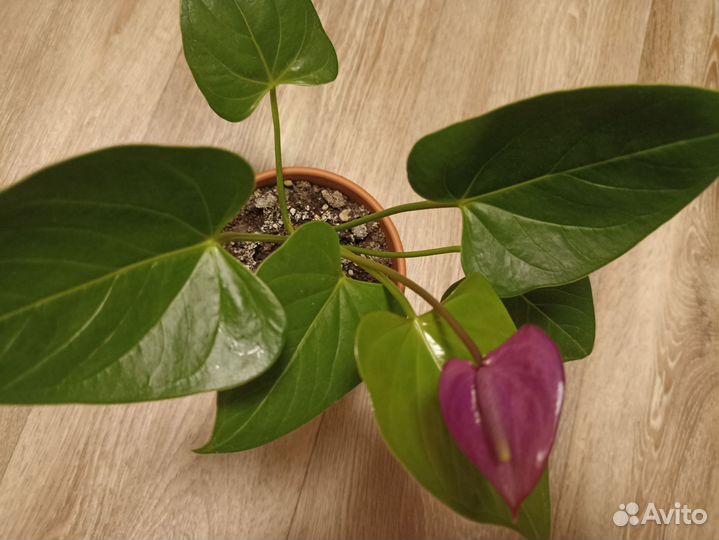 Антуриум фиолетовый